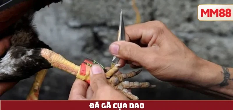 Đá Gà Cựa Dao – Nghệ Thuật Tốc Độ & Sức Mạnh Của Chiến Kê Hiện Đại Cùng MM88 4 Đá Gà Cựa Dao