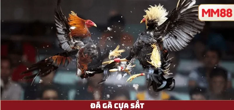 Đá Gà Cựa Sắt – Trận Chiến Đỉnh Cao & Trải Nghiệm Livestream Cực Nét Cùng MM88 5 Đá Gà Cựa Sắt